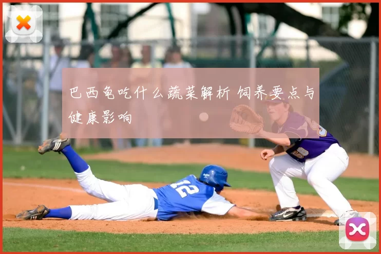 巴西龟吃什么蔬菜解析 饲养要点与健康影响