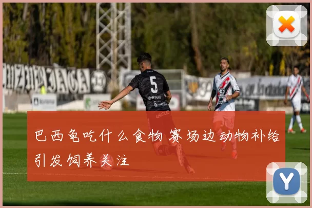 巴西龟吃什么食物 赛场边动物补给引发饲养关注