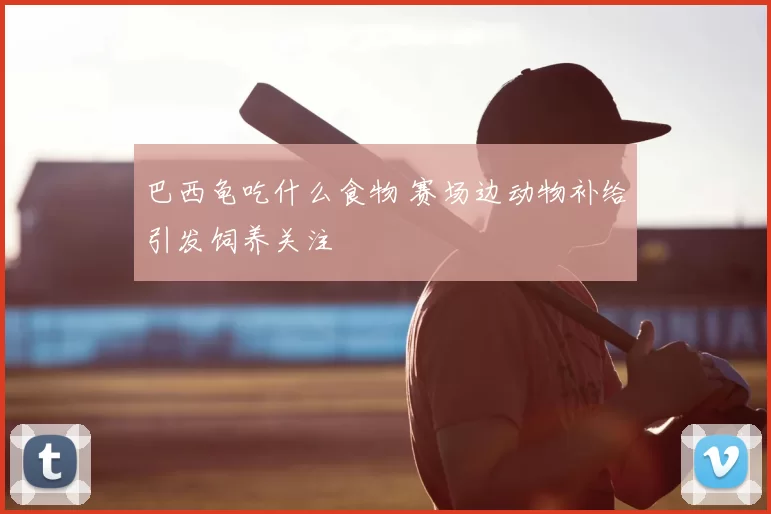 巴西龟吃什么食物 赛场边动物补给引发饲养关注